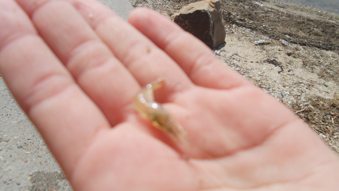 SAM_3014 (700x393, 256Kb)