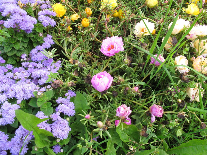 1535399514_IMG_4402 (700x525, 206Kb)
