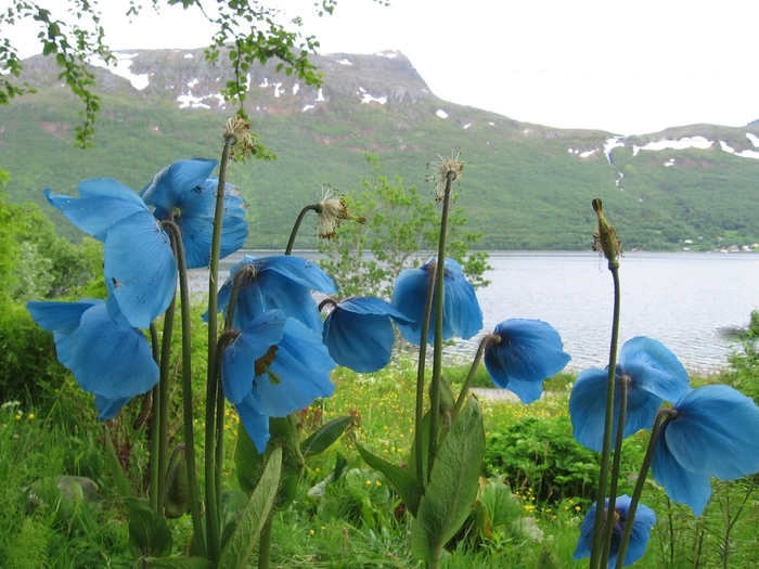 blue_flower_meconopsis_betonicifolia (700x525, 285Kb)