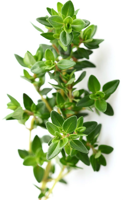 Thyme-essential-oil (432x700, 226Kb)