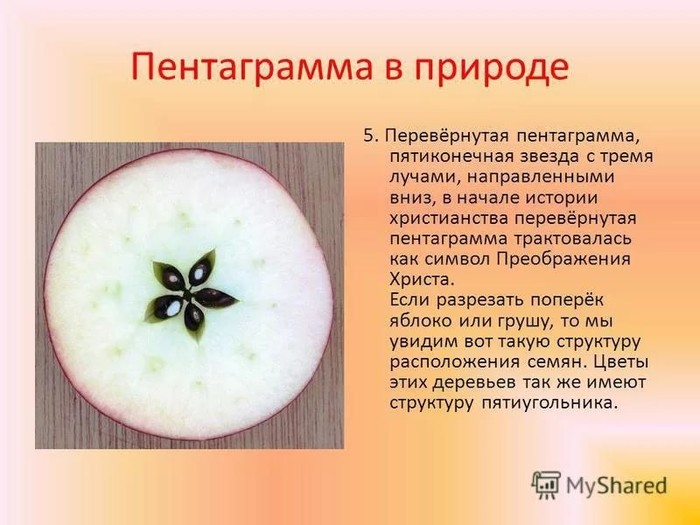 Поперечный разрез яблока рисунок