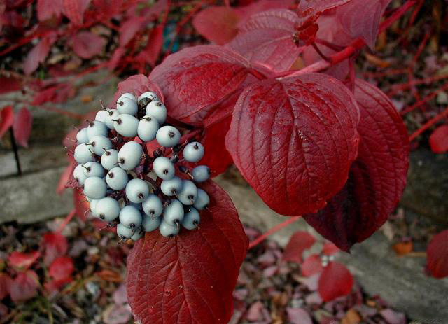 q_Cornus-alba (640x463, 119Kb)