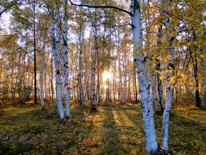 Осенняя березовая роща фото