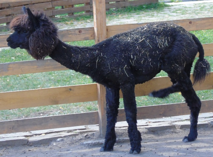 DSC00295 (700x518, 385Kb)