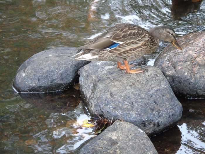 DSC01233 (700x525, 422Kb)