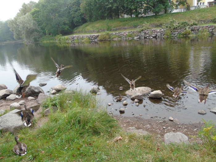 DSC01252 (700x525, 415Kb)