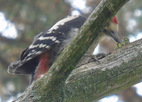 DSC01291 (600x430, 245Kb)