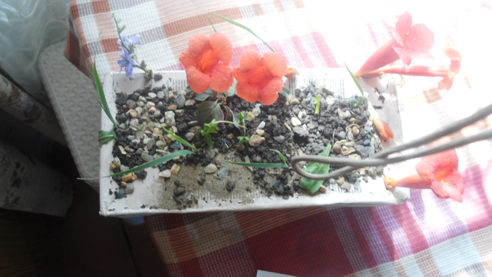 SAM_3089 (700x393, 284Kb)