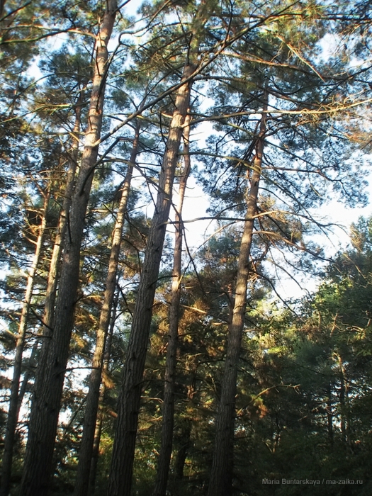 2270477_IMG_3864 (525x700, 390Kb)
