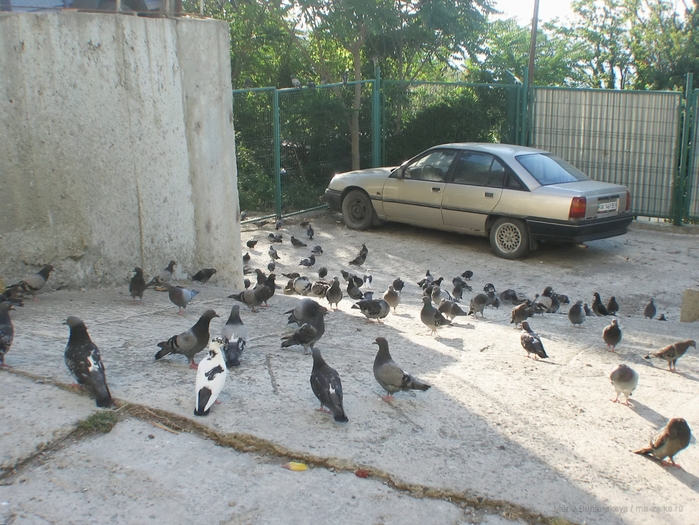 2270477_IMG_3868 (700x525, 323Kb)