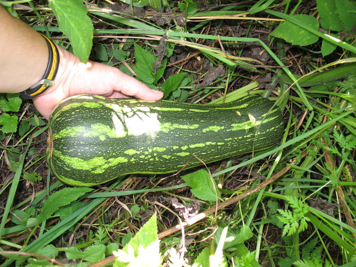 1536697257_IMG_4664_01 (700x525, 188Kb)