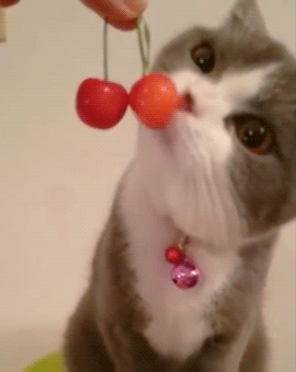 tumblr_p3b7b976Sb1vwvx0xo1_400 (270x340, 2636Kb)