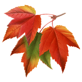 autumn-leaves-e1451282711834 (270x270, 84Kb)