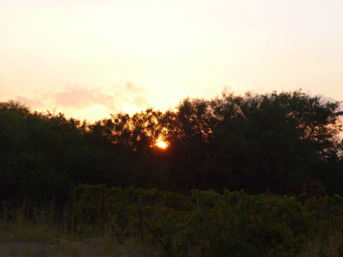 P1210674 (700x525, 315Kb)