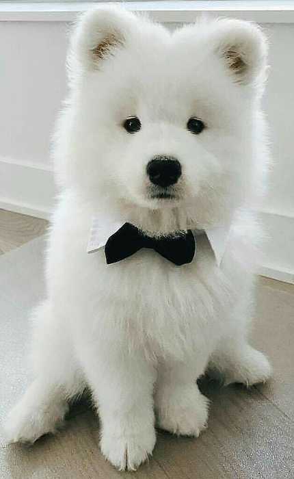 9251efa954b20f042b28e8e114ad25da=== (430x700, 19Kb)