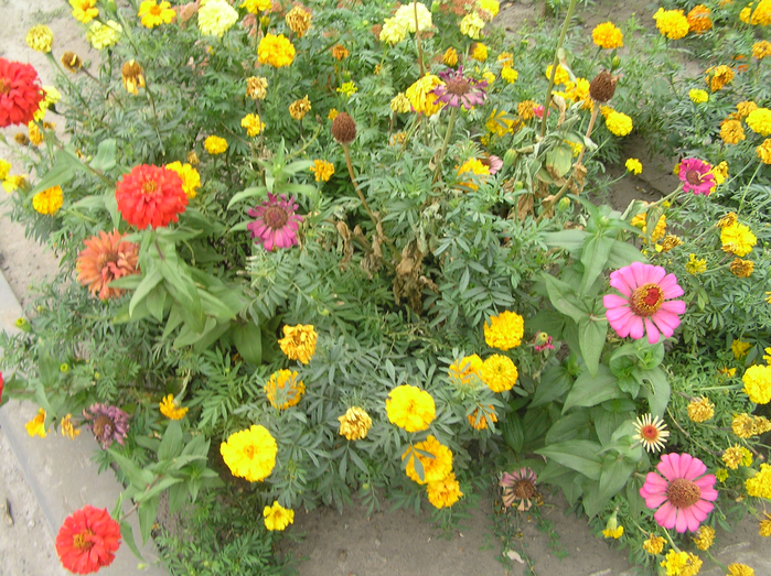 P9050016 (700x523, 605Kb)