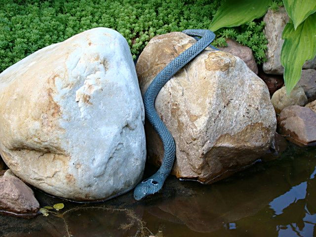 0_747f2_3e9bf3e5_XL (640x480, 361Kb)