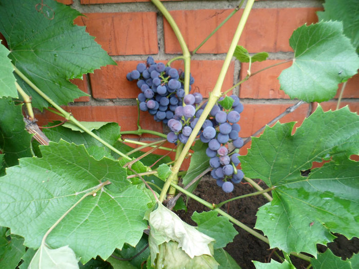 6203205_64337343 (700x525, 116Kb)