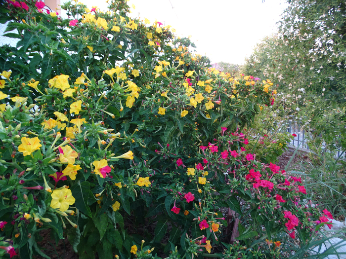 DSC07185 (700x525, 647Kb)