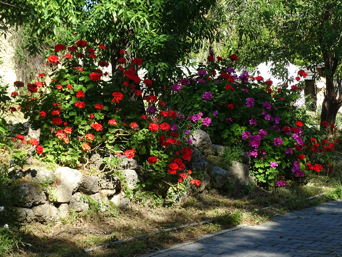 DSC03089 (700x525, 659Kb)