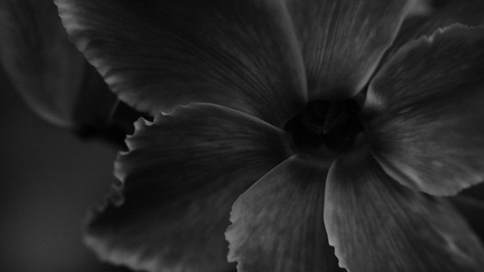 flower-wallpaper-1366x768 (700x393, 35Kb)