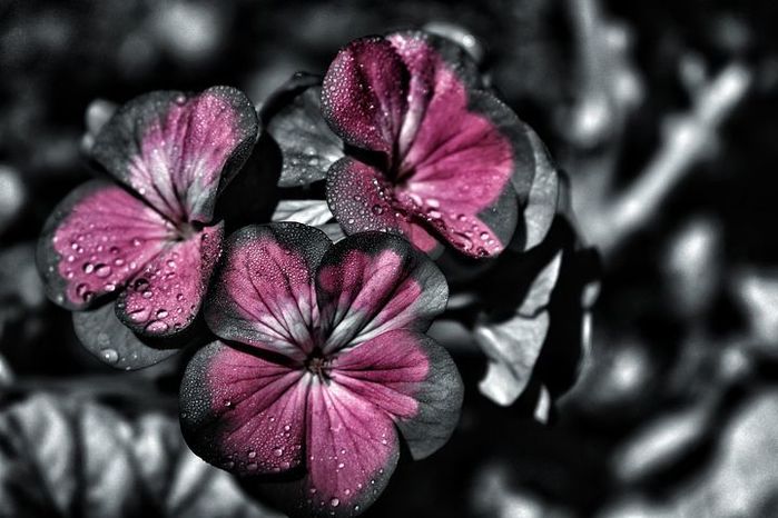 20170305124813a4f (700x466, 56Kb)