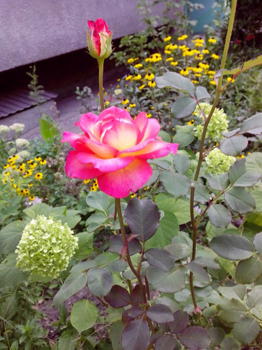 Цветы - розы во дворе дома Любы Есс. (525x700, 285Kb)