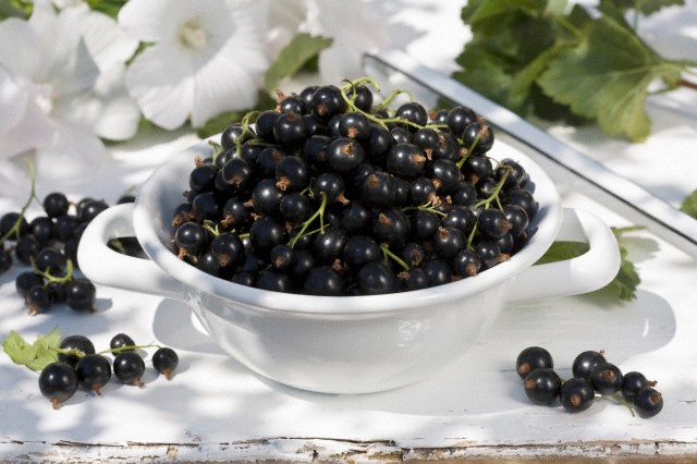 blackcurrant_09 (640x426, 231Kb)