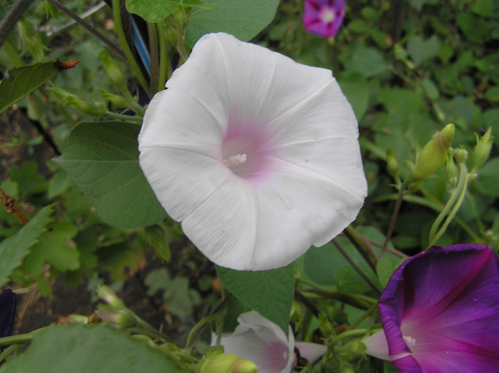 P9140022 (700x523, 402Kb)