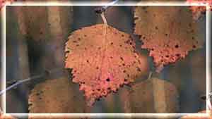 144045256_IMG_0566 (300x169, 8Kb)