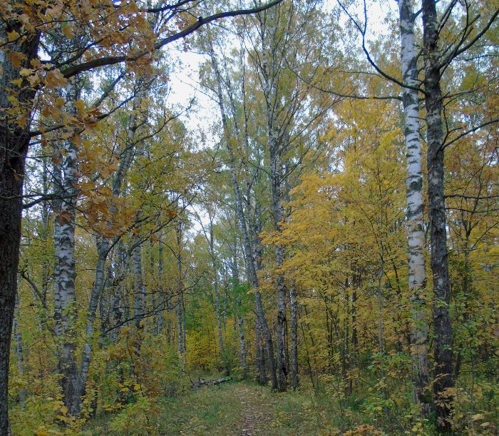 DSC01659 (700x611, 642Kb)