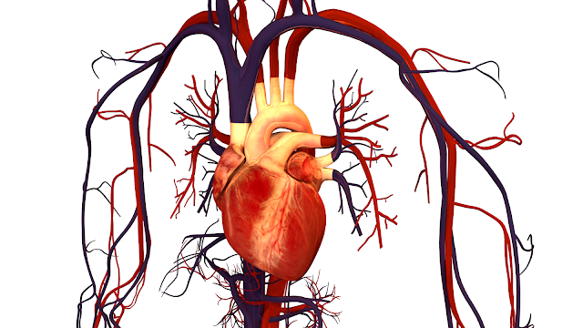 6526067_Human_Heart_and_Circulatory_System (640x360, 170Kb)