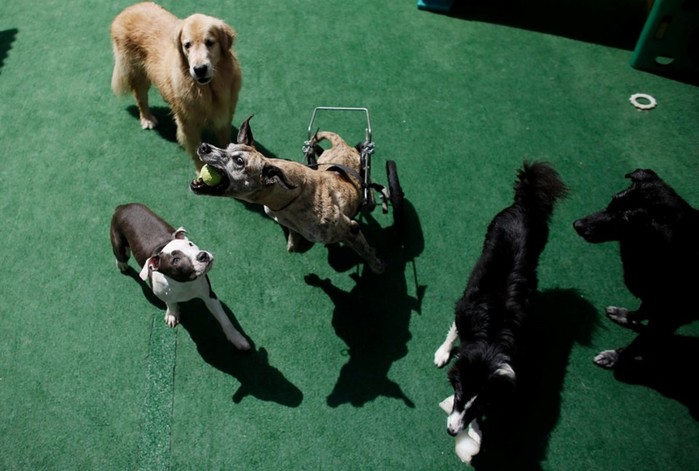 Детские сады для собак в Бразилии: чтобы домашние любимцы не скучали