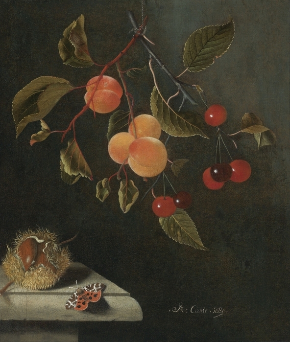5229398_Adriaen_Coorte__Grapes_Medlars_Apricots_and_a_Fig_4_ (592x700, 295Kb)