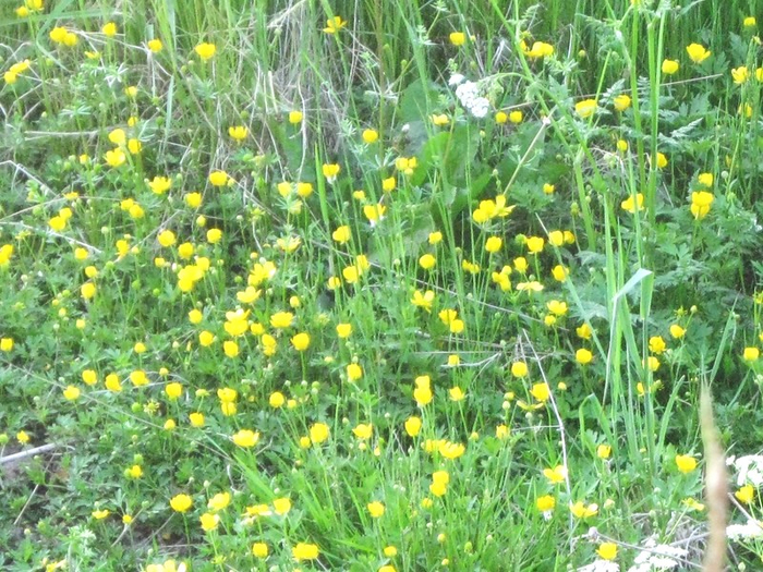 � spring 002 (700x525, 527Kb)