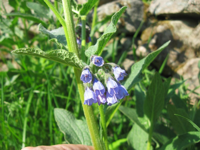 � spring 021 (700x525, 386Kb)