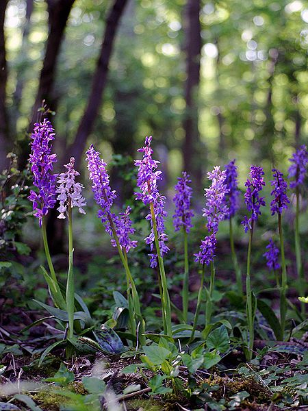 450px-Orchis_mascula_Saarland_133 (450x600, 357Kb)