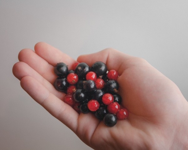 6029120_foodfruitscurrantsblackcurrants (600x480, 39Kb)