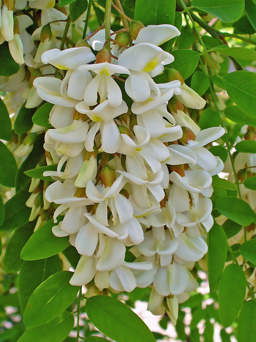 Robinia_pseudoacacia_003 (525x700, 535Kb)