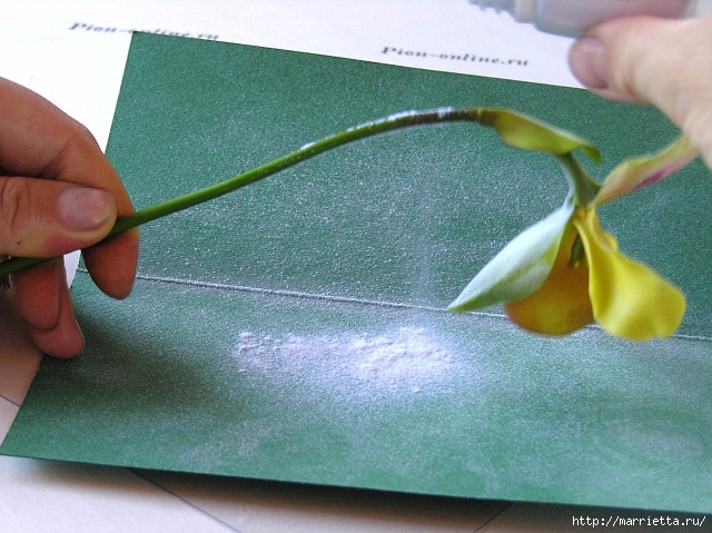 Орхидея Леди Слиппер из полимерной глины. Мастер-класс (81) (640x479, 249Kb)