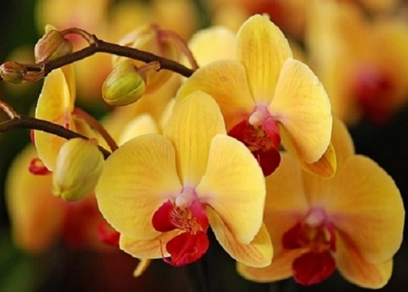Orchids_08 (576x412, 64Kb)