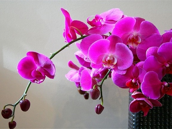 Orchids_09 (574x431, 108Kb)