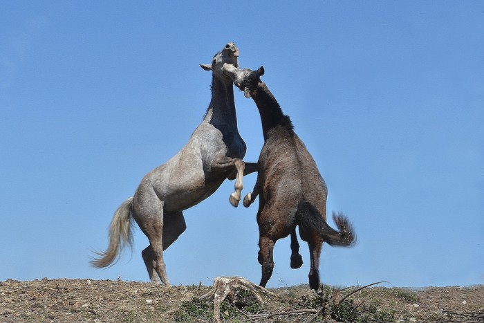 Танец лошадки. Лошадь танцует. Танец с лошадью. Танцующий лошадь. Пляшущий конь.