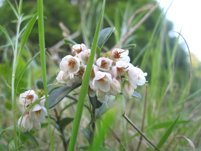 aaa summer 067 (700x525, 335Kb)