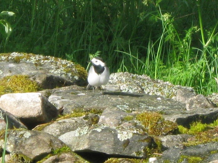 007 (700x525, 439Kb)