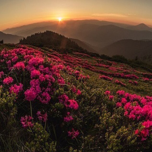 Flowersn (633x633, 104Kb)