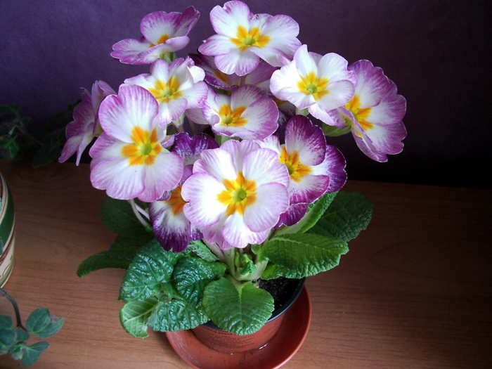 primrose-flower-leaves-pot-indoor-1024x768 (700x525, 391Kb)