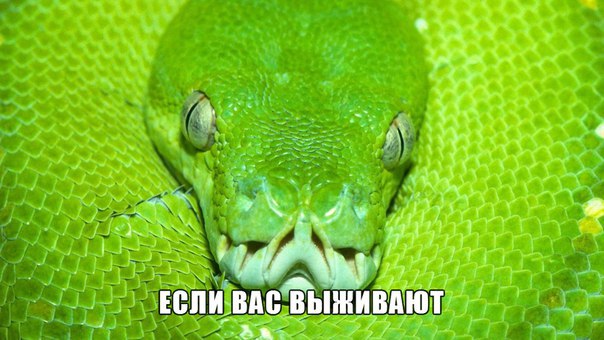 Змея скоропея фото мультфильм