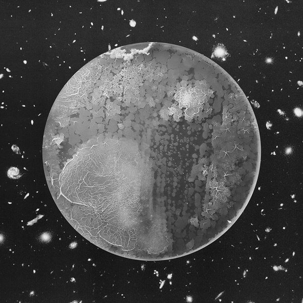 Clostridium Propionicum