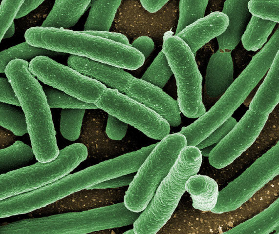 Clostridium Propionicum